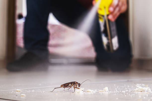 Best Local Pest Control Services  in Loma, CO