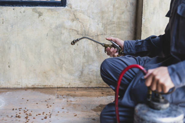 Best Ant Control Services  in Loma, CO